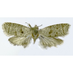 /filer/webapps/moths/media/images/S/seira_Coniostola_HT_ZMJU.jpg
