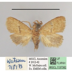 /filer/webapps/moths/media/images/O/orbata_Halseyia_A_MGCLa_01.JPG