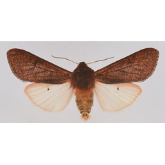 /filer/webapps/moths/media/images/C/clara_Teracotona_AM_deFreina.jpg