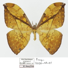 /filer/webapps/moths/media/images/C/centralis_Pselaphelia_HT_Basquina.jpg