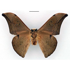 /filer/webapps/moths/media/images/G/garmsi_Orthogonioptilum_HT_RBINS_02.jpg