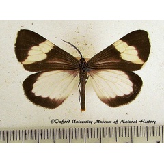 /filer/webapps/moths/media/images/A/antinorii_Nyctemera_AM_OUMNH_02.jpg