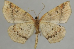 Idiodes herbuloti bathiei