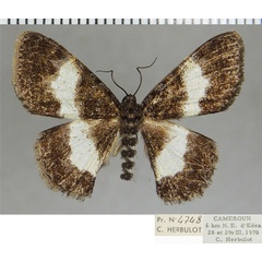 /filer/webapps/moths/media/images/L/leucochora_Pycnostega_AF_ZSM.jpg