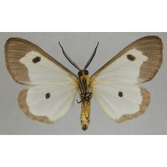 /filer/webapps/moths/media/images/M/marginalis_Geodena_AM_ZSMb.jpg