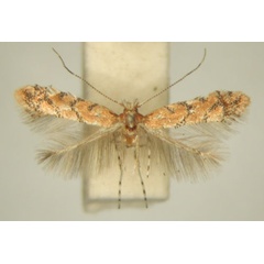 /filer/webapps/moths/media/images/M/melanosparta_Phyllonorycter_MT_TMSA7347.jpg