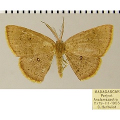 /filer/webapps/moths/media/images/B/bradyspila_Chrysocraspeda_AM_ZSMa.jpg