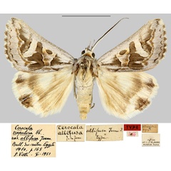 /filer/webapps/moths/media/images/A/albifusa_Cerocala_HT_MNHNa.jpg