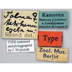 /filer/webapps/moths/media/images/T/tetrhemicycla_Tolna_HT_ZMHBl.jpg