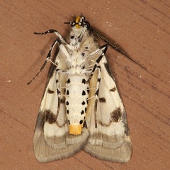 /filer/webapps/moths/media/images/S/spilosoma_Sommeria_AM_Heynsc.jpg