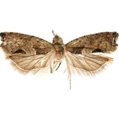 /filer/webapps/moths/media/images/N/neka_Cosmetra_HT_USNM.jpg