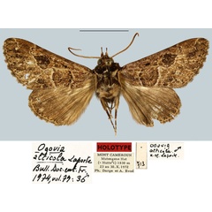 /filer/webapps/moths/media/images/A/alticola_Ogovia_HT_MNHN.jpg