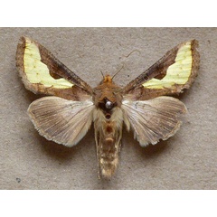 /filer/webapps/moths/media/images/O/orichalcea_Trichoplusia_A_Butler.jpg