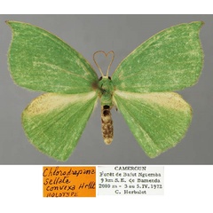 /filer/webapps/moths/media/images/C/convexa_Chlorodrepana_HT_ZSM_01.jpg