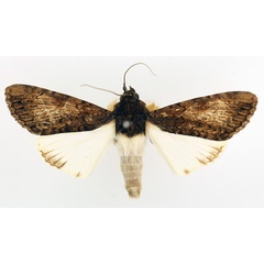 /filer/webapps/moths/media/images/F/fatilega_Ulotrichopus_AM_TMSA_01.jpg