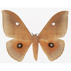 /filer/webapps/moths/media/images/M/meloui_Pseudobunaea_AF_Basquin_02.jpg