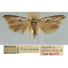 /filer/webapps/moths/media/images/A/accumulata_Scythris_HT_TMSA.jpg