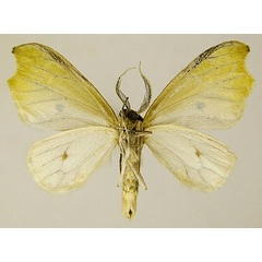/filer/webapps/moths/media/images/M/monostigma_Dysnymphus_AM_ZSMb.jpg