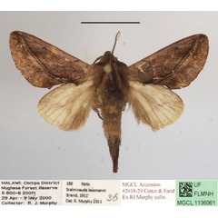 /filer/webapps/moths/media/images/T/tessmanni_Scalmicauda_A_MGCLa_02.JPG