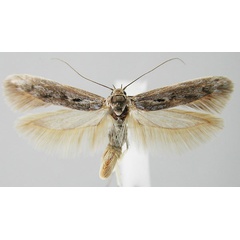 /filer/webapps/moths/media/images/V/vogelfederbergensis_Scythris_HT_NMNW_02.jpg