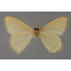 /filer/webapps/moths/media/images/B/bischofi_Diplodesma_HT_ZSM_02.jpg