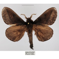 /filer/webapps/moths/media/images/D/distinguenda_Stoermeriana_AM_TMSA_01.jpg