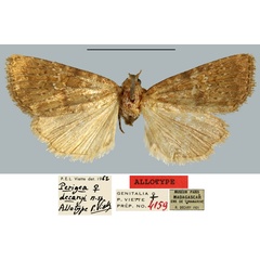 /filer/webapps/moths/media/images/D/decaryi_Perigea_AT_MNHN.jpg