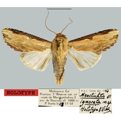 /filer/webapps/moths/media/images/I/ignorata_Neostichtis_HT_MNHN.jpg