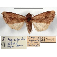 /filer/webapps/moths/media/images/O/oblata_Aspidifrontia_HT_MSNM.jpg