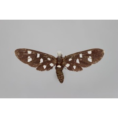 /filer/webapps/moths/media/images/C/caerulescens_Amata_A_BMNH.jpg