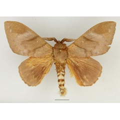 /filer/webapps/moths/media/images/C/contraria_Pachymeta_AM_Basquin_03.jpg