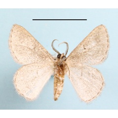 /filer/webapps/moths/media/images/E/errata_Holoterpna_A_MGCLb_01.JPG