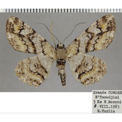 /filer/webapps/moths/media/images/T/transversaria_Cleora_AF_ZSM_01.jpg