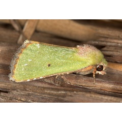 /filer/webapps/moths/media/images/A/aerugo_Adisura_A_Heyns_01.jpg