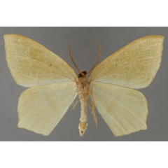 /filer/webapps/moths/media/images/A/aequipuncta_Traminda_HT_ZSM_02_JLdVcLq.jpg