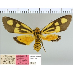 /filer/webapps/moths/media/images/F/flavimacula_Boadicea_HT_NMB.jpg