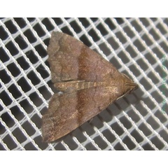 /filer/webapps/moths/media/images/L/limieri_Polypogon_A_Bippus_02.jpg