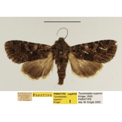 /filer/webapps/moths/media/images/S/superior_Tycomarptes_PTF_TMSA_02.jpg