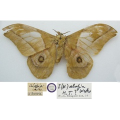 /filer/webapps/moths/media/images/A/alopia_Saturnia_LT_NHMUKa.jpg