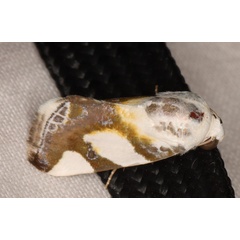 /filer/webapps/moths/media/images/ /trimaculata_Acontia_A_Heyns_01.jpg