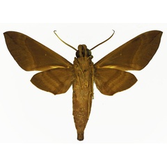 /filer/webapps/moths/media/images/C/continentis_Nephele_AM_Basquin_01b.jpg