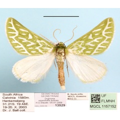 /filer/webapps/moths/media/images/E/equestralis_Dichroma_A_MGCL_01.JPG
