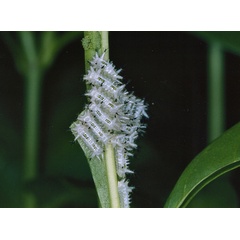/filer/webapps/moths/media/images/V/vivida_Latoia_C_Roland_01.jpg