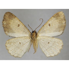 /filer/webapps/moths/media/images/B/bifida_Xylopteryx_HT_ZSMb.jpg