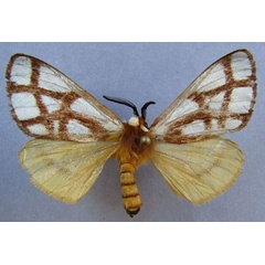 /filer/webapps/moths/media/images/R/reticulata_Anaphe_A_Baron_01.jpg