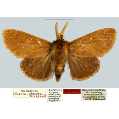 /filer/webapps/moths/media/images/O/obscura_Euproctis_HT_MNHN.jpg