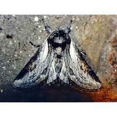 /filer/webapps/moths/media/images/K/khomasana_Thiacidas_A_Roland_01.jpg