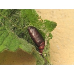 /filer/webapps/moths/media/images/F/flava_Anomis_P_Guyonnet_02.jpg