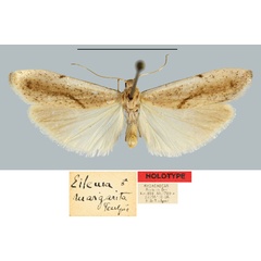 /filer/webapps/moths/media/images/M/margarita_Eilema_HT_MNHN.jpg