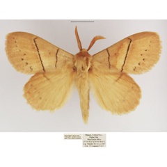 /filer/webapps/moths/media/images/R/rufescens_Philotherma_AM_TMSA.jpg